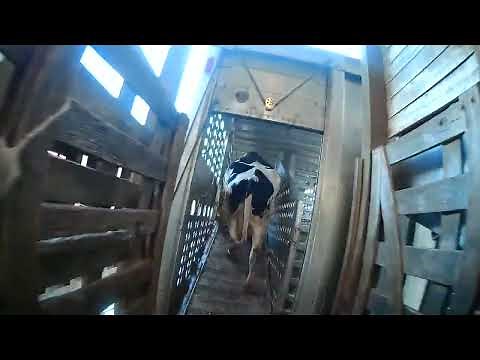 Bull Knocks Door Down While Loading 35 Head