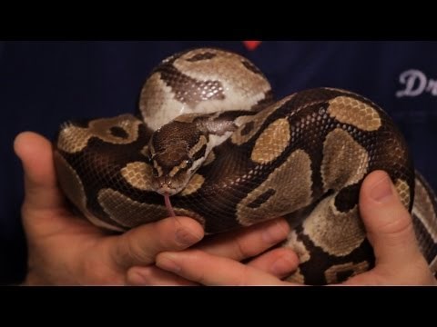 How to Take Care of a Ball Python | Pet Snakes