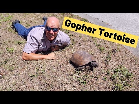 Gopher Tortoise. Burrowing Florida gopher turtle (Gopherus polyphemus)