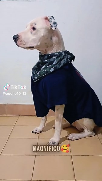 Cachorros Fofos e Dançantes que Estão Dominando TikTok