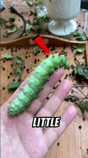 Weird Looking Caterpillars Ever Found | Top 6 Strangest Caterpillars in the World
