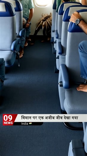 Rahul Nanda on Instagram: "Alien Spider Creature Spotted on Flight from Mumbai to Karachi! Passengers aboard a "Berozgar Air" flight were stunned when a spider-like creature, the size of a dog, emerged from the economy class overhead bin. The captain joked, “Ladies and gentlemen, please welcome our new unpaid intern.” The creature scuttled down the aisle, stopping to inspect a bag of chips someone forgot to pay for. Chaos ensued as passengers screamed, while the flight attendants offered it comp