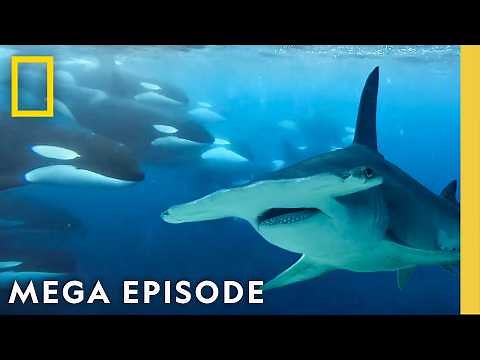 Sharks VS Orcas, Dolphins, & More! | 2025 Sharkfest MEGA Episode | National Geographic