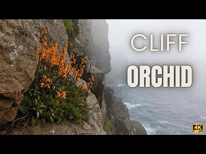 Alien Feet on Cliffs? 👽🥿 (Slipper Ghosts)