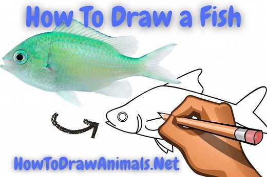 How To Draw a Fish - EASY Drawing Tutorial!