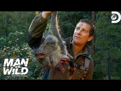 Bear Grylls' Jaw-Dropping Hunt for a Wild Pig | Man Vs. Wild | Discovery
