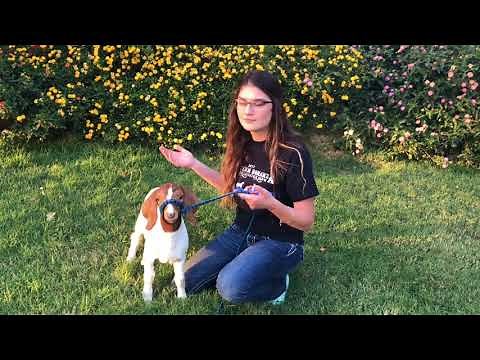 How To Train A Goat On A Halter