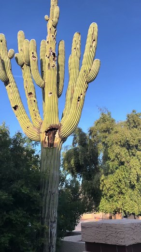 Unbelievable Raining Cactus Disaster! Witness the Destruction of Saguaro and Homes in Arizona