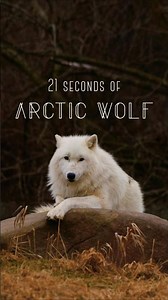 ARCTIC WOLVES🐺| WHITE WOLF #wildlife #naturelovers #snow