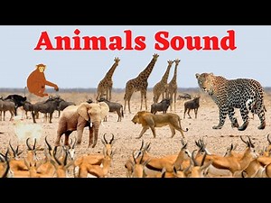 20 Wild Animals - Animal Sounds for Kids to learn| Animal Sounds for Children (20 Amazing Animals)