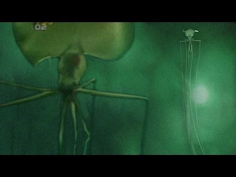DEEP SEA ALIEN-LIKE SQUID