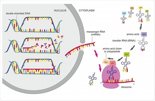 The Steps of Protein Synthesis