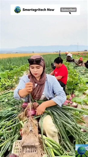 🧅 Smart Harvesting Technique: Packing Fresh Red Onions for the Market! 🚜 #agritech #farming #viral