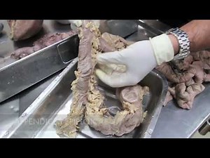 Anatomy Dissection of Large & Small Intestine