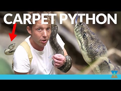 Australia's Most Famous Snake (+ more Wildlife!)