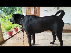 Black Labrador dog barking video #labrador #guarding #barking #puppy