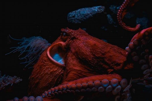 10 Terrifying Sea Monsters from Myths and Legends - Ocean Info