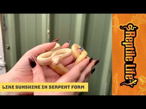 Albino Darwin Carpet Python | Reptile Life Adelaide