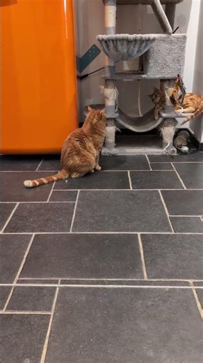 Deux chat roux, une même énergie 🧡 #cats #tabby