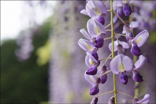 Growing Wisteria from Seed - a Complete Guide