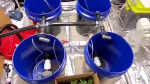 My DIY, RDWC system tour