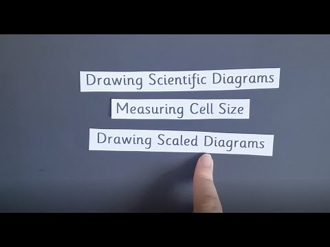 Drawing Scaled Diagrams of Cells