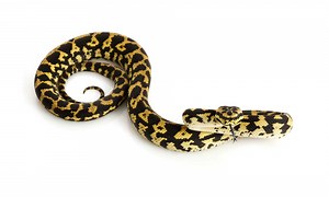 Jungle Carpet Python