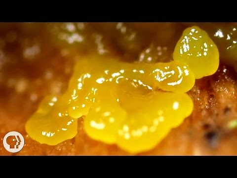 This Pulsating Slime Mold Comes in Peace (ft. It's Okay to Be Smart) | Deep Look