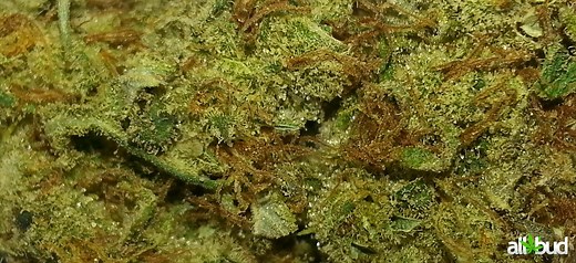 Jack Herer | Marijuana Strain Reviews