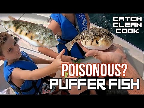 PUFFER FISH: How to clean and cook the The Northern Puffer Fish