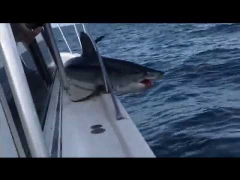 Shark jumps onto fisherman's boat