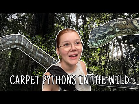 Finding CARPET PYTHONS in The Wild | Herping Australia PART ONE