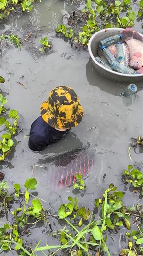 Amazing Fish Trapping Skills
