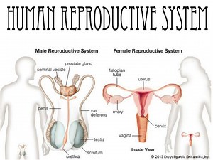 Human Reproductive System - SlideServe