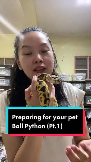 Preparation Tips for Your First Ball Python - Ultimate Guide