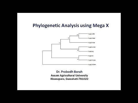 Phylogenetic Analysis using Mega X (Practical)