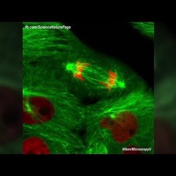 Actual Footage of Cell Division (Kidney Cells)