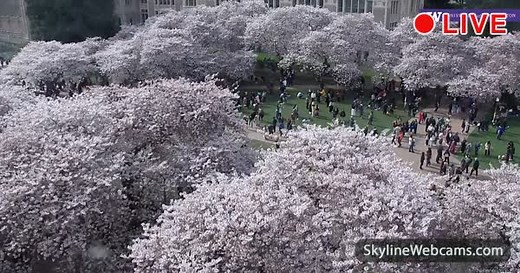 【LIVE】 Webcam Seattle - University of Washington | SkylineWebcams