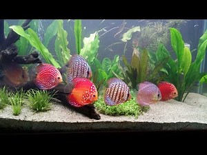 How to care for discus/Discus Fish Care Guide For Beginners