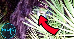 Top 10 Famous Real Life Monsters Caught on Camera | Articles on WatchMojo.com