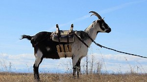 Working Goats: They Pull a Cart, Carry a Backpack and More
