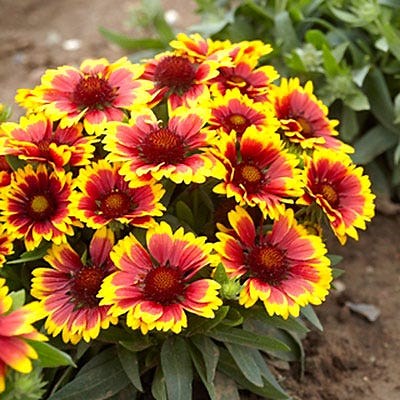 Arizona Sun Gaillardia, Blanket Flower | American Meadows