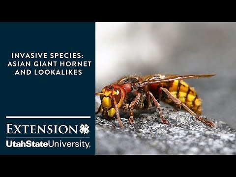 Invasive Species: Asian Giant Hornet and Lookalikes