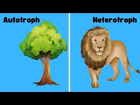 Producer vs Consumer - Biology