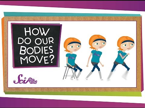 How Do Our Bodies Move?