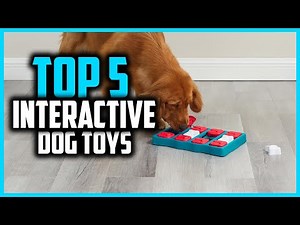 ✅Top 5 Best Interactive Dog Toys of 2025