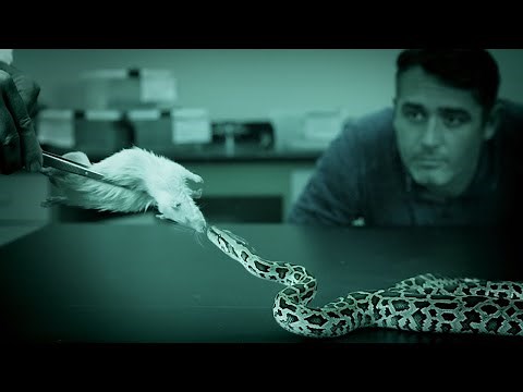 Watch A Python Strike And Wrap Around Its Prey In Less Than One Second