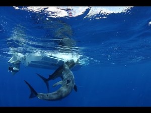 Massive shark attacks marlin