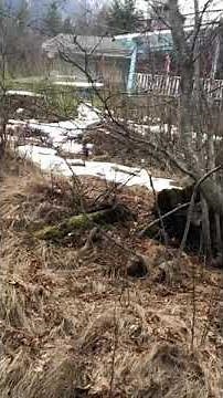 Mountain lion Cougar vs Wolf dog