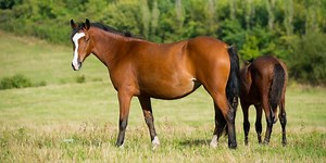 Bay Horse Color - Genetics, Shades, Breeds & Famous Bay Horses